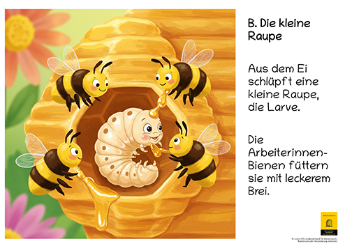12-teiliges Schautafel-Set aus robustem Hartschaum – für Kindergarten, Volksschule und Imkerverein