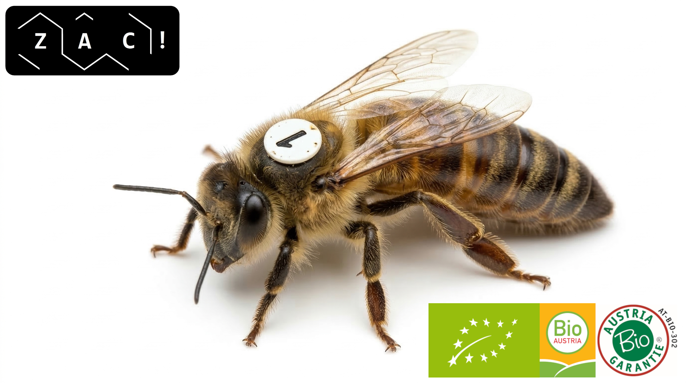 Bio - belegstellenbegattete Carnica-Reinzuchtkönigin - ZAC!