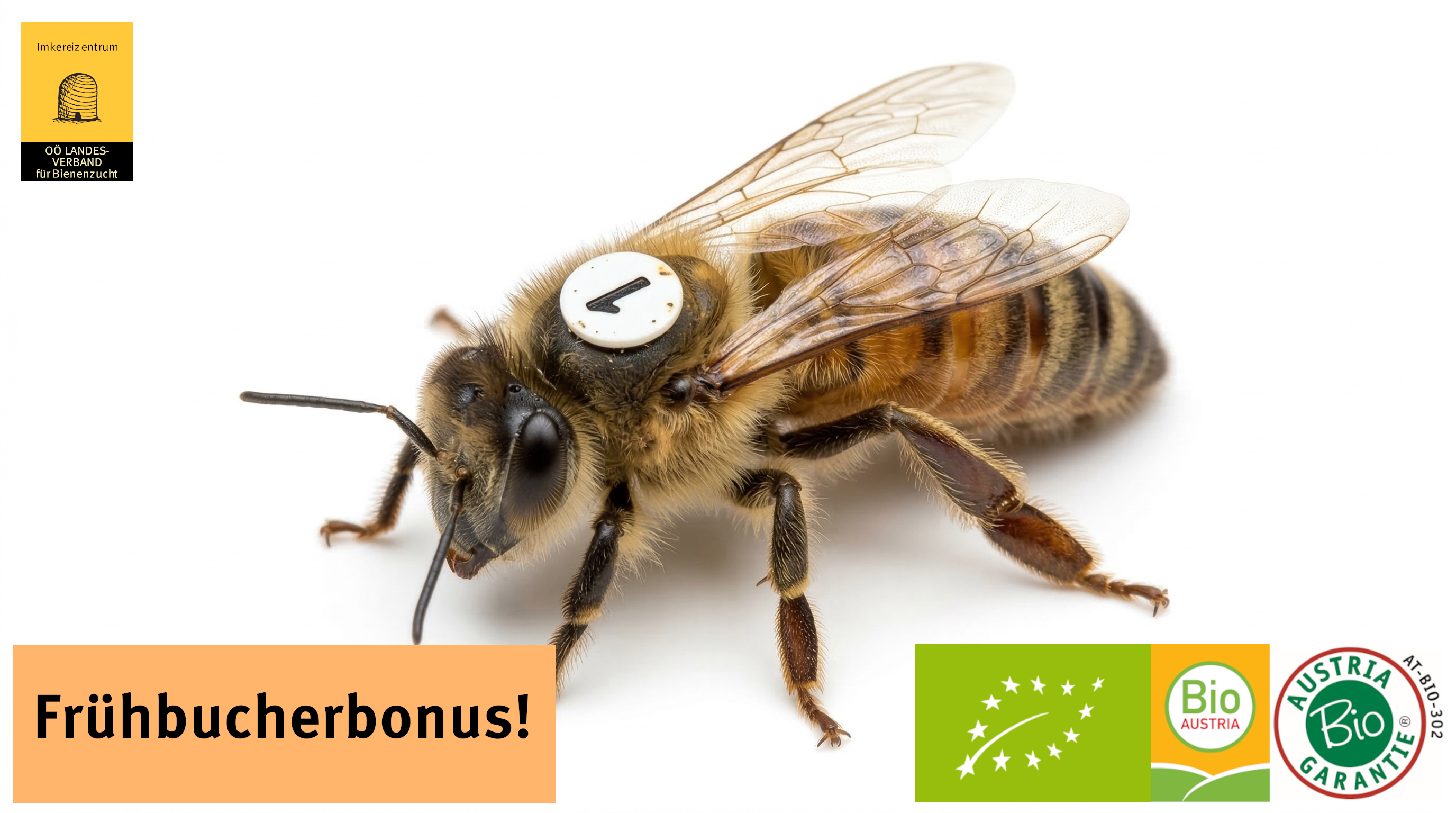 Frühbucherbonus - Bio - belegstellenbegattete SMR Carnica-Reinzuchtkönigin Offensee - OÖ Landesverband